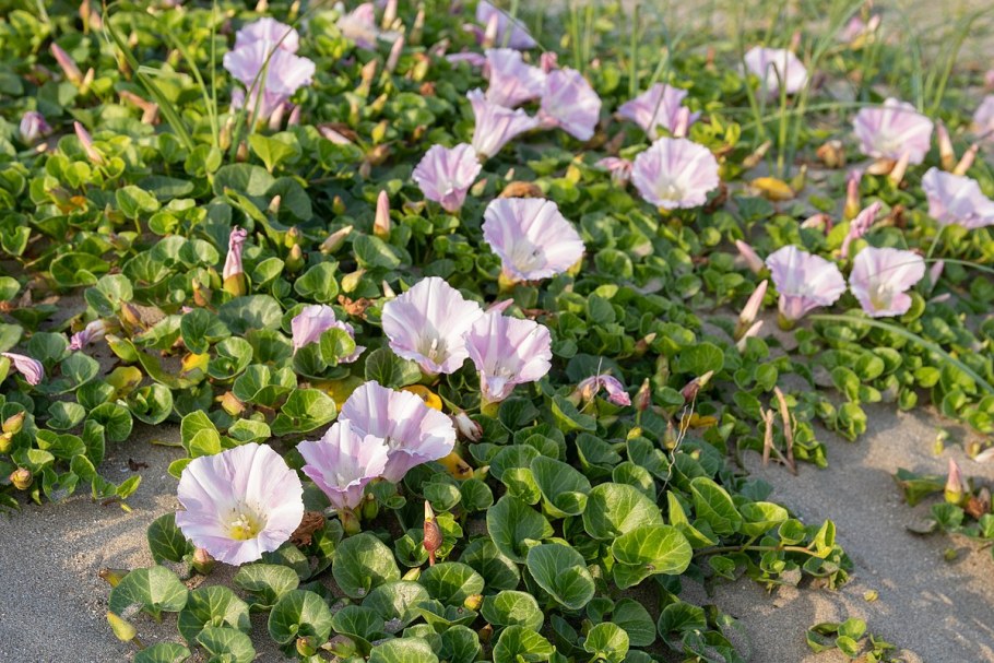 Calystegia Soldanella