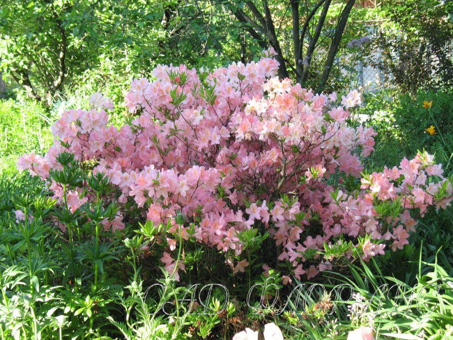 Калистегия махровая флоре Плено