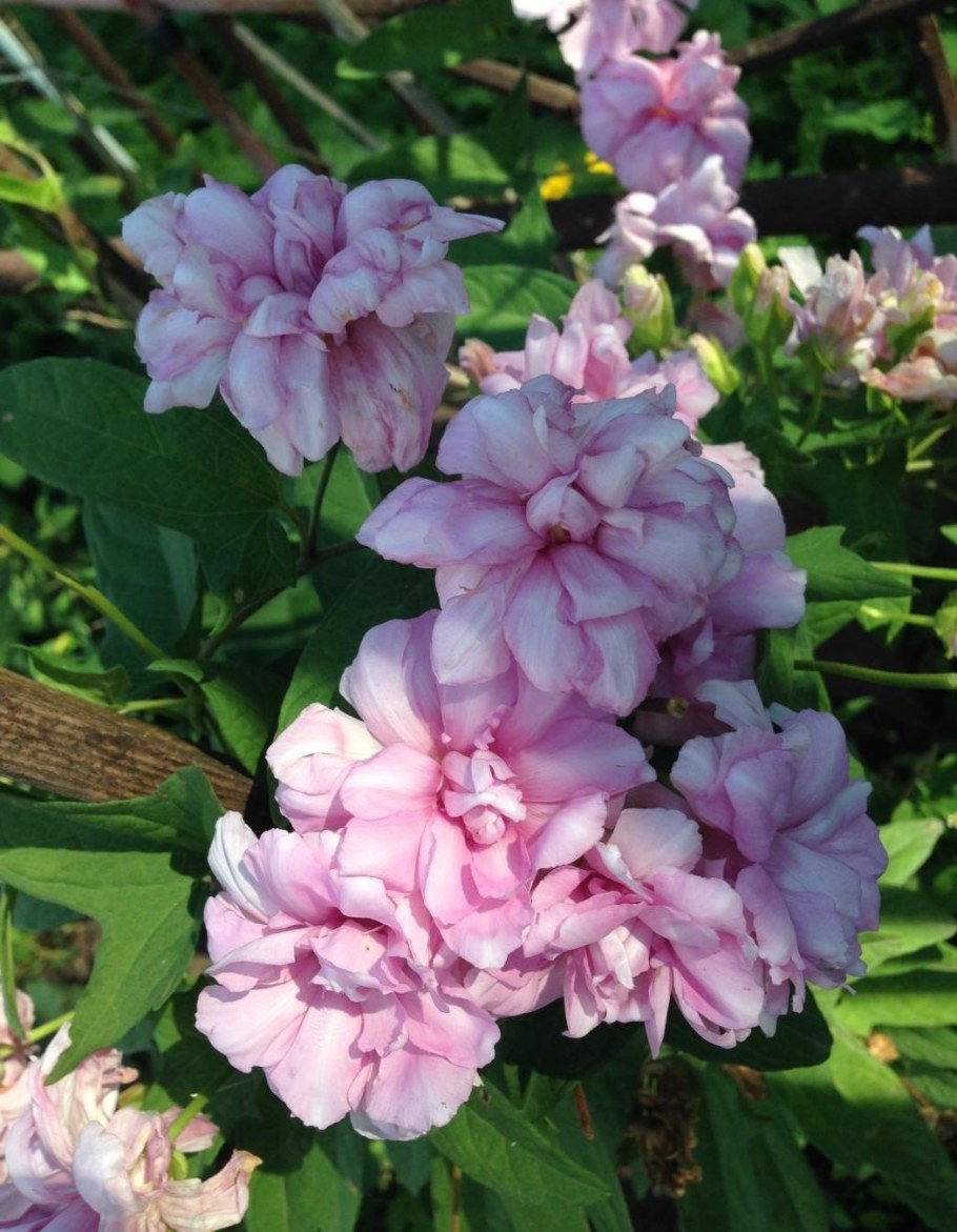 Калистегия Флора плена Лиана