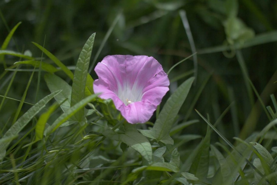Калистегия пушистая