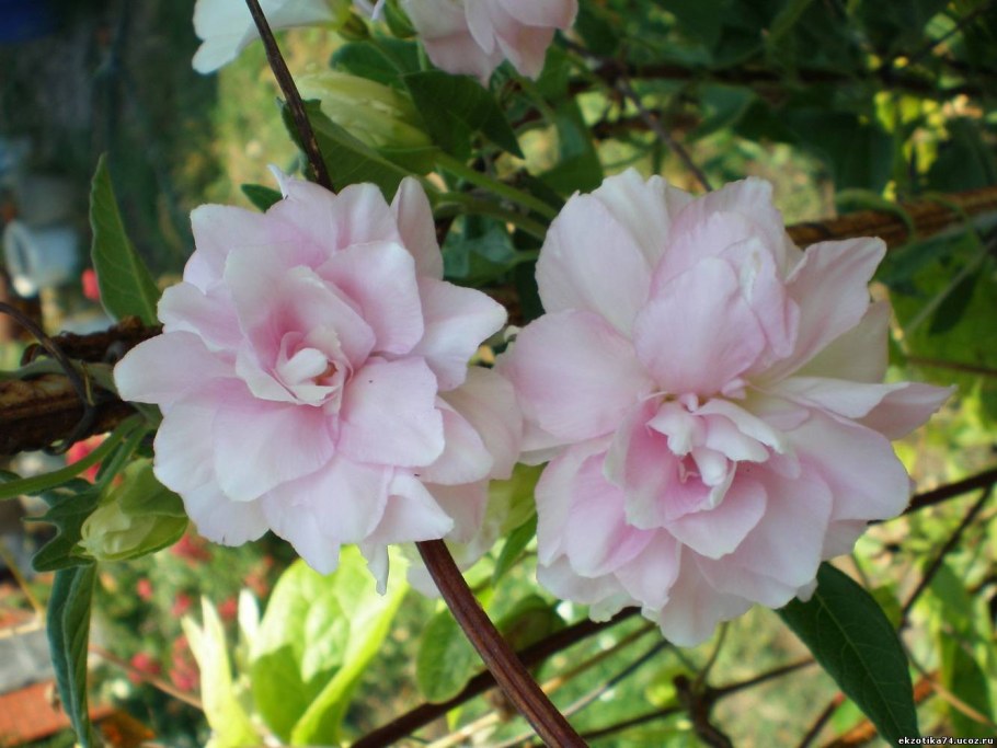 Сибирская роза калистегия