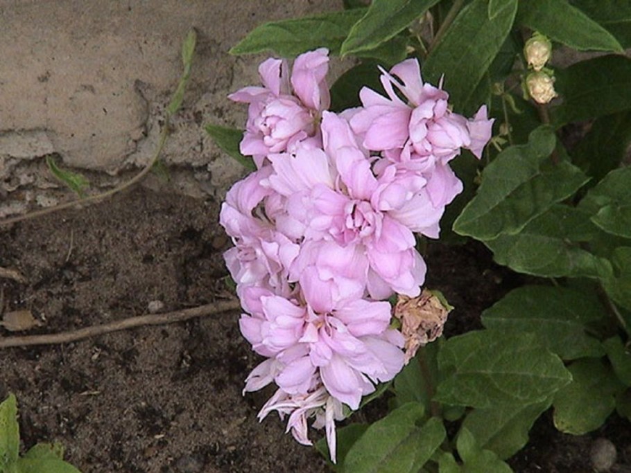 Клематис калистегия