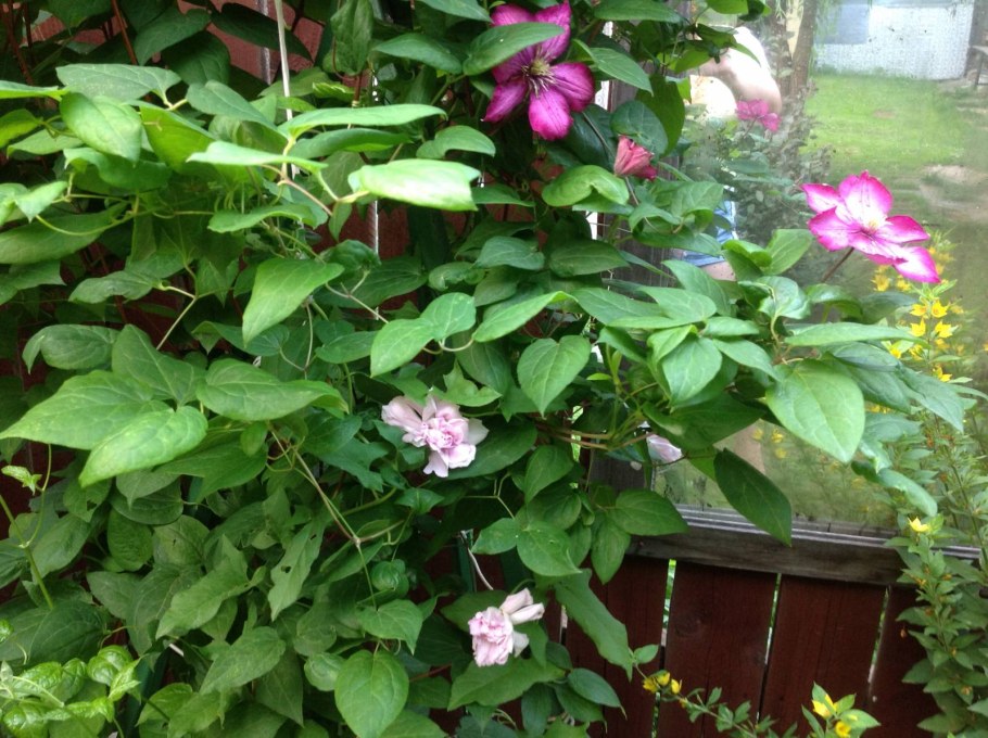 Цветущая Лиана калистегия