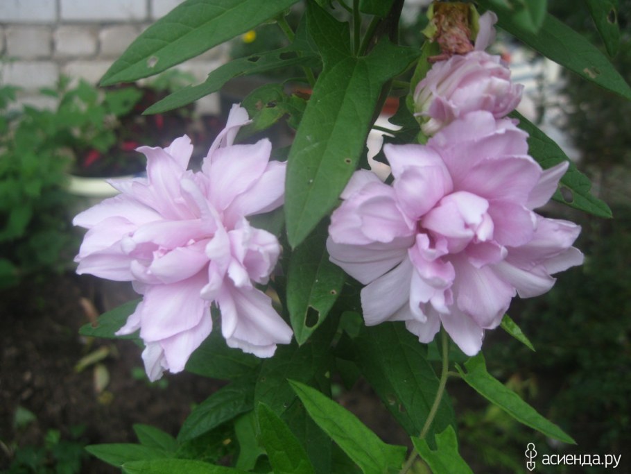 Лиана калистегия махровая