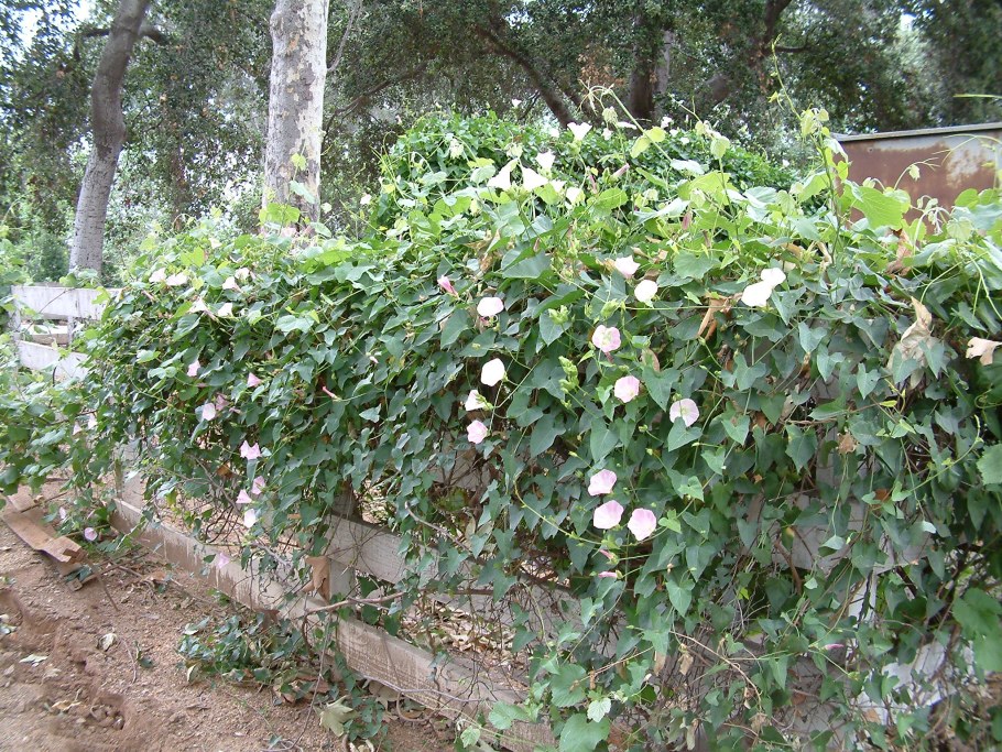 Вьюн калистегия