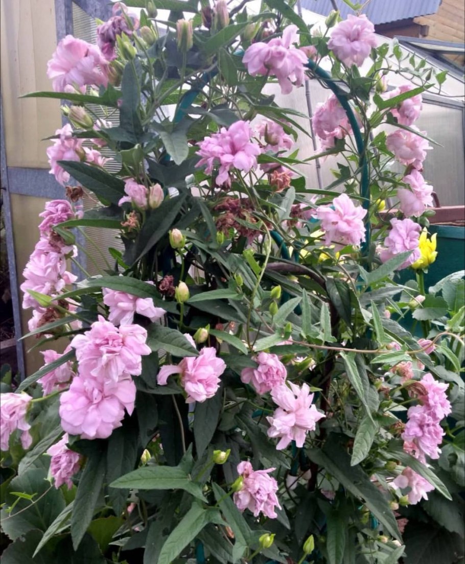 Львиный зев махровый Твинни