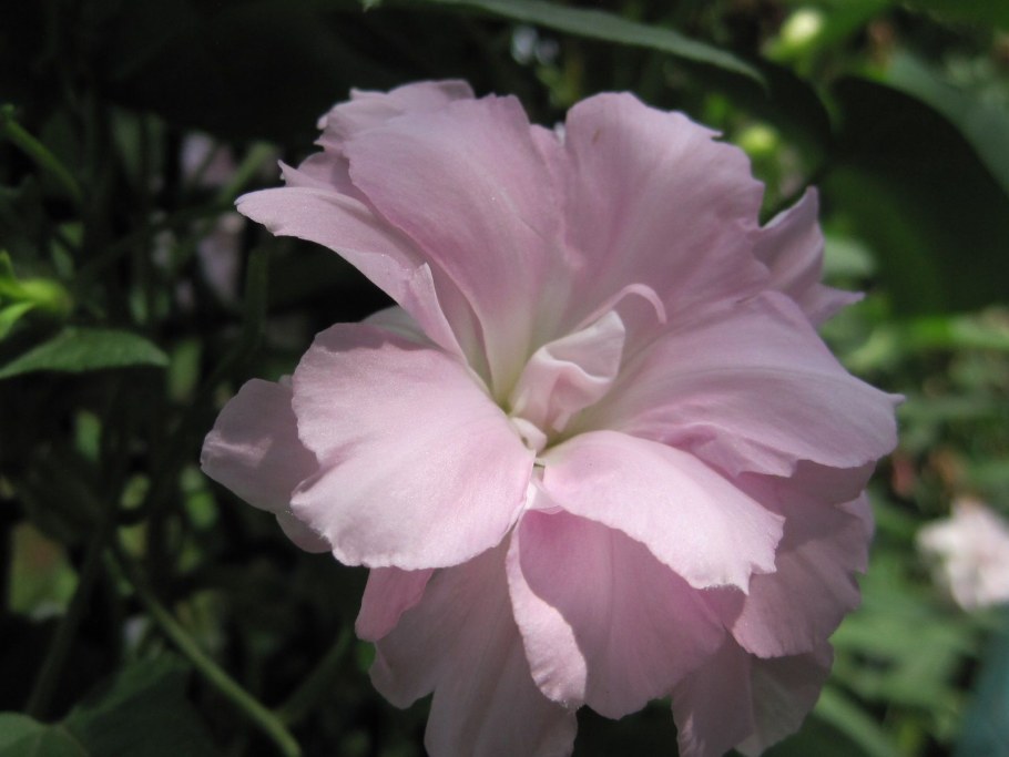 Калистегия махровая ( Сибирская роза)