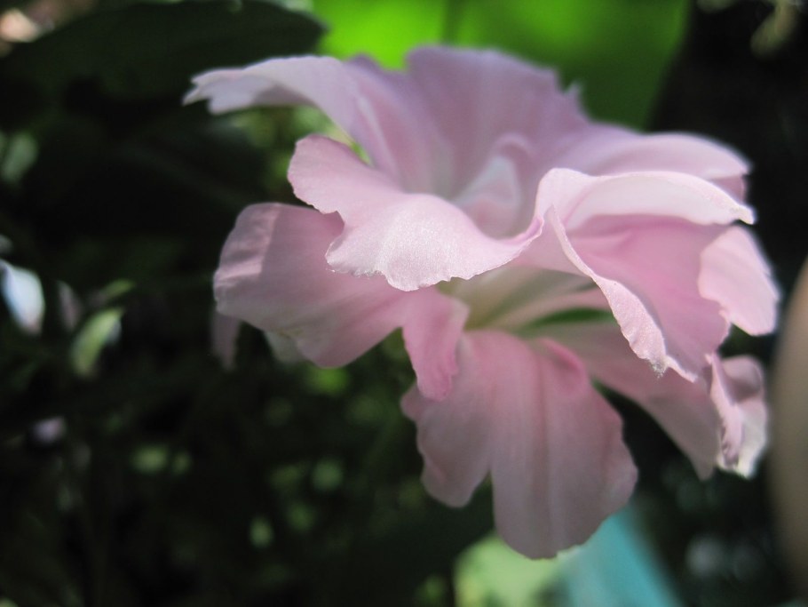 Калистегия пушистая