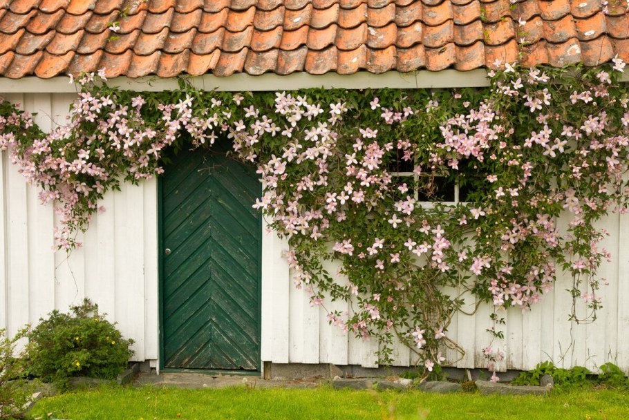 Клематис Вьюнок