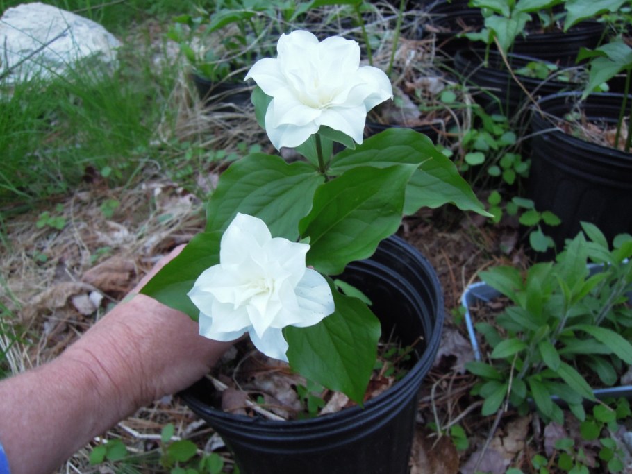 Триллиум грандифлора махровый