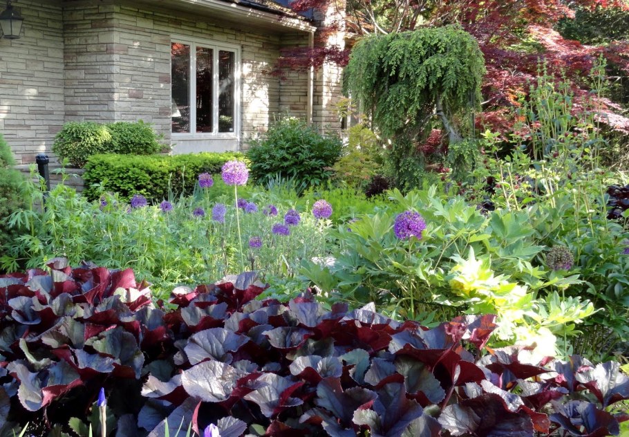 Бузульник Мари Кроуфорд в ландшафте