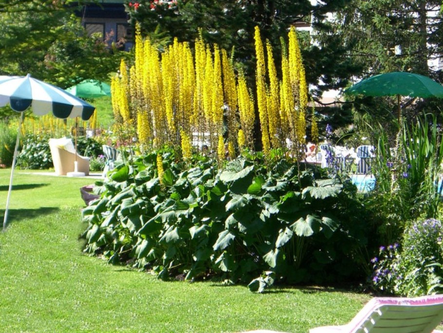 Эремурус бузульник