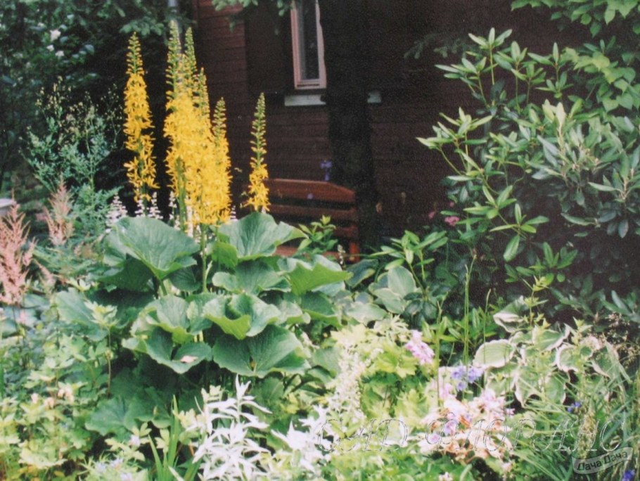 Бузульник Вильсона