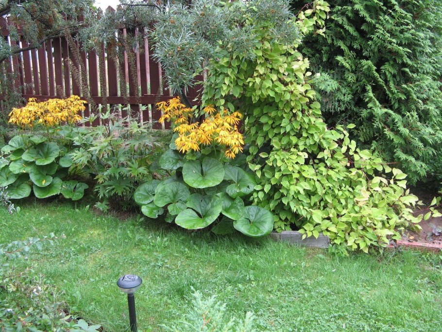 Бузульник Хоста астильба