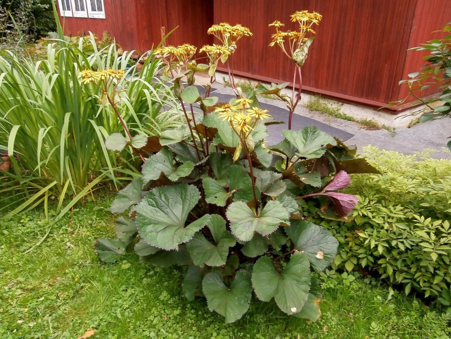 Бузульник Garden Confetti
