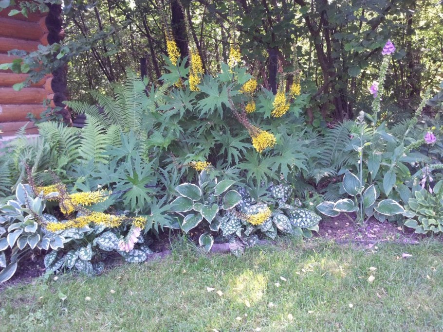 Цветок Пржевальского бузульник