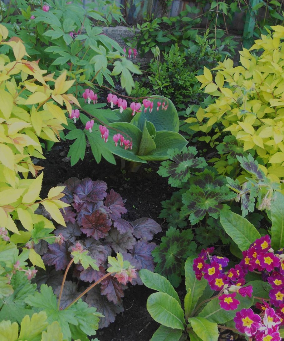 Клумбы Хоста гейхера бузульник папоротник
