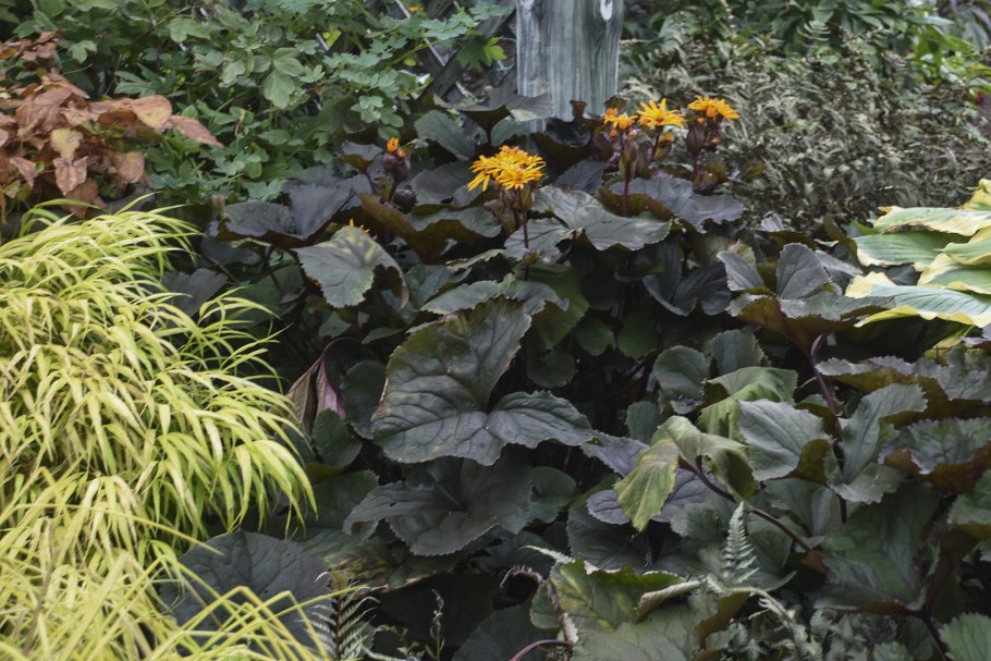 Бузульник дланевидный