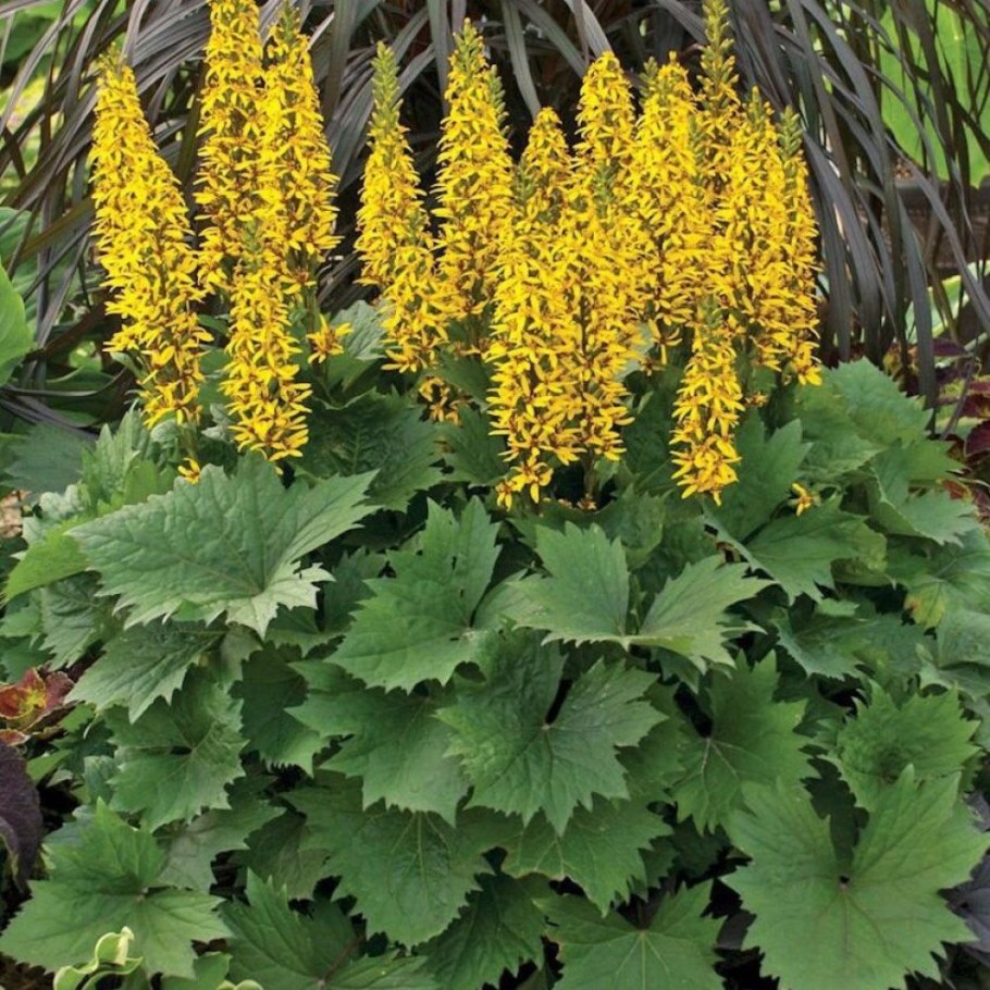 Бузульник Литтл рокет