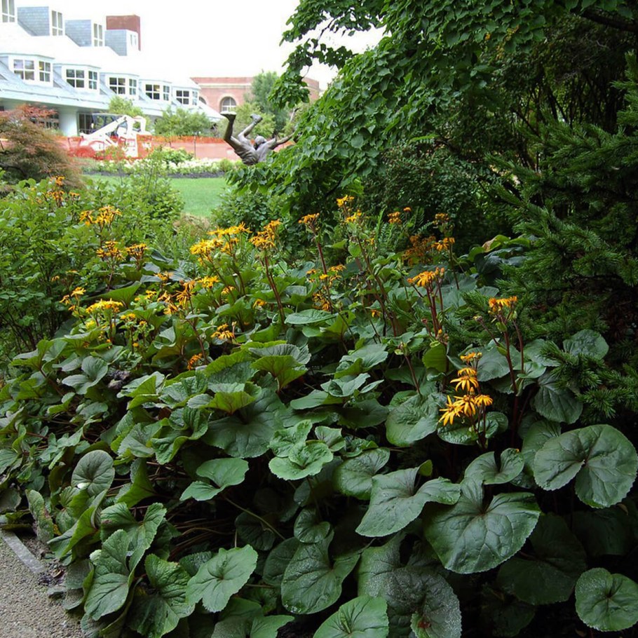 Бузульник Отелло