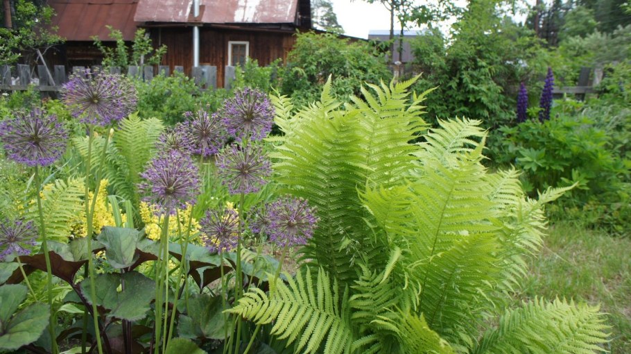 Папоротник страусник