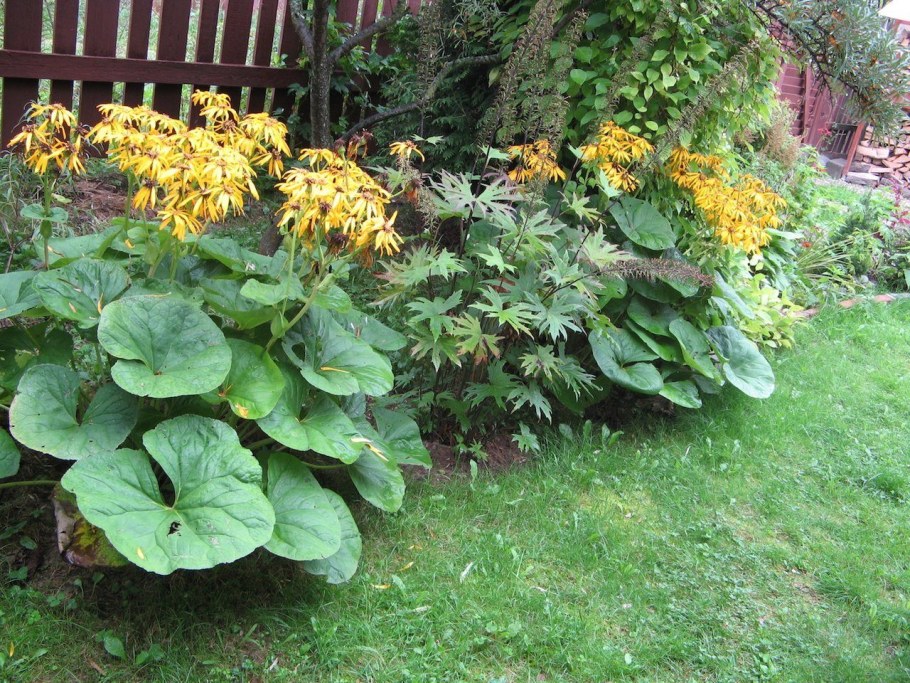 Бузульник Отелло