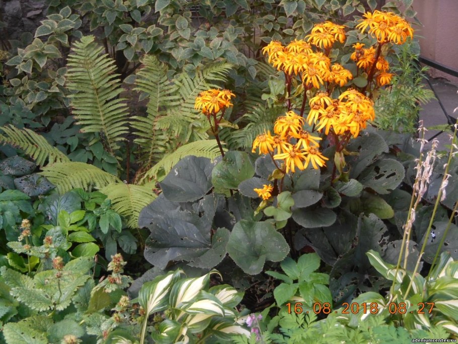 Бузульник Осирис фэнтези