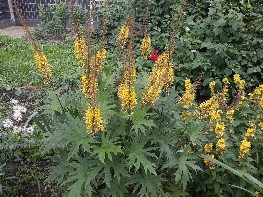 Цветок Пржевальского бузульник