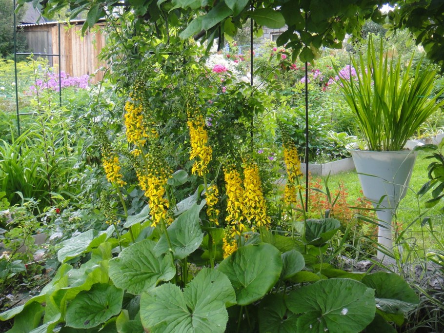 Бузульник Пржевальского рокет