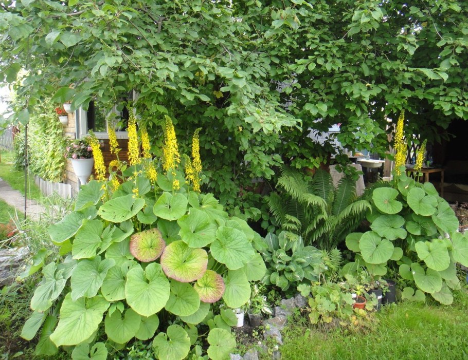 Бузульник (Ligularia) Othello