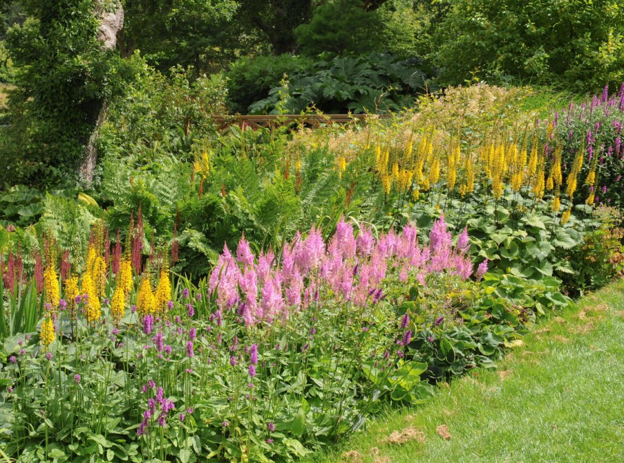 Дербенник Пржевальского