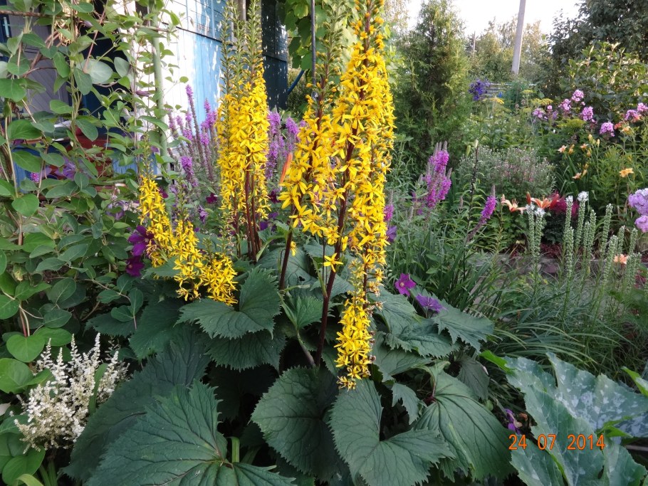 Бузульник Пржевальского рокет