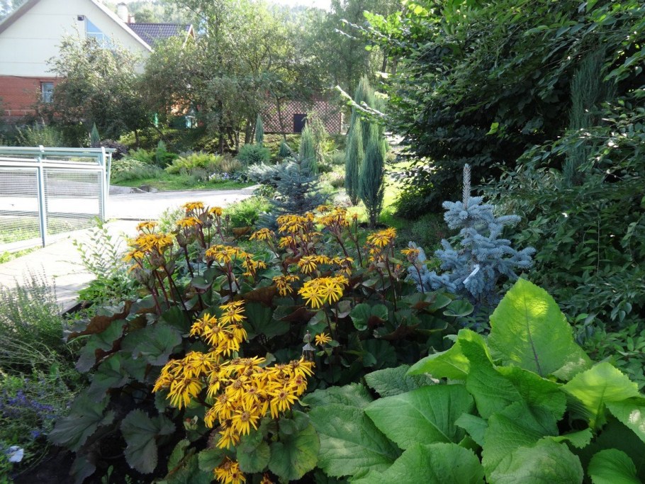 Бузульник зубчатый Отелло