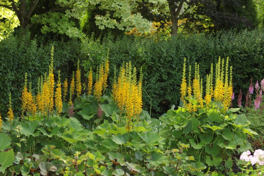 Бузульник гибридный Адмиралтейская игла