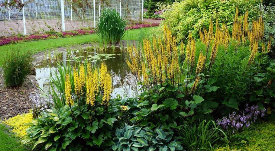 Ирис - бузульник Пржевальского