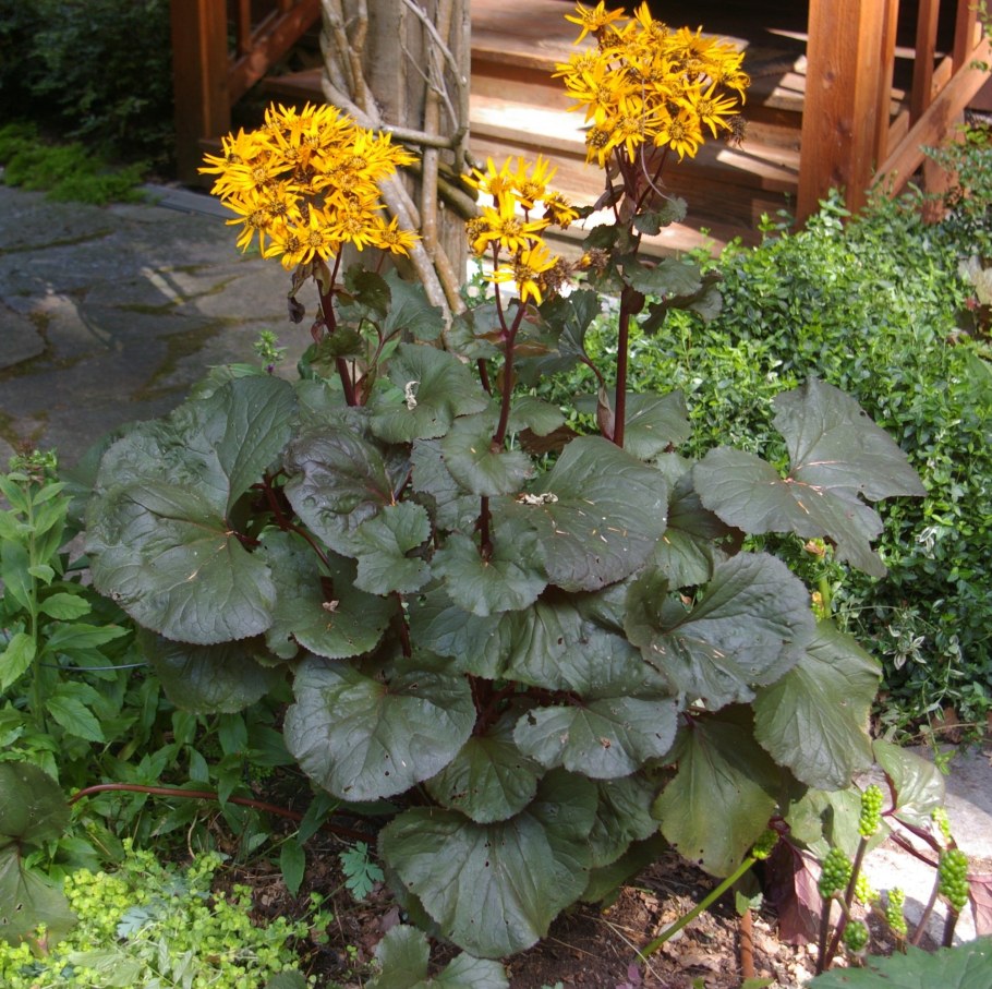 Бузульник Осирис фисташ