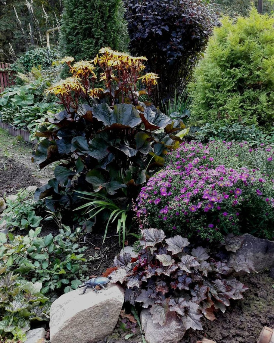 Бузульник и манжетка