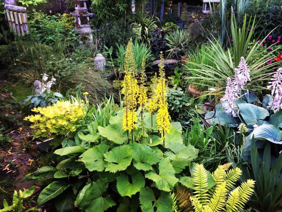 Бузульник Осирис фисташ