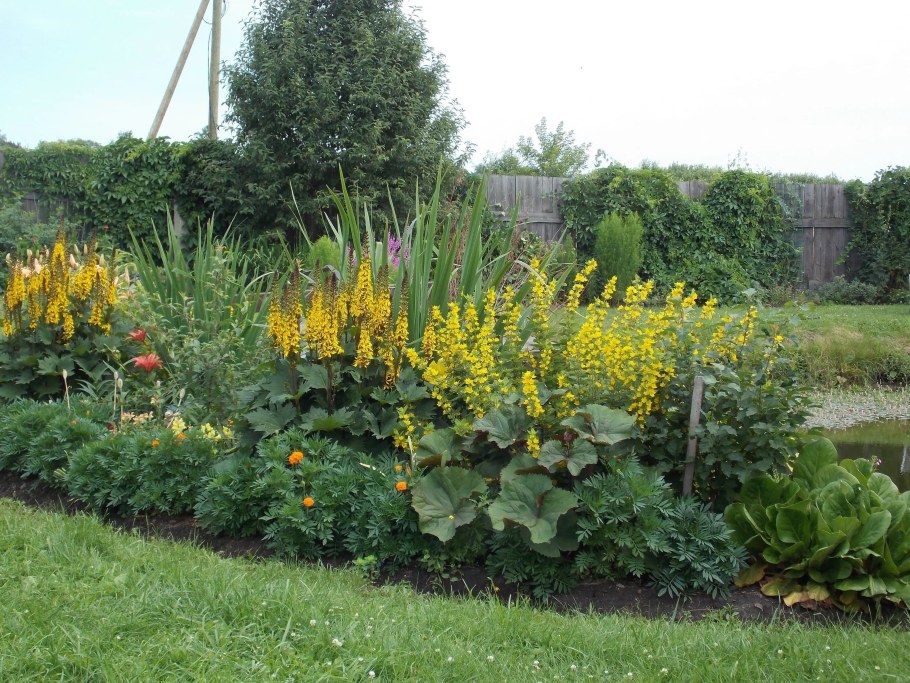 Бузульник Пржевальского и дельфиниум