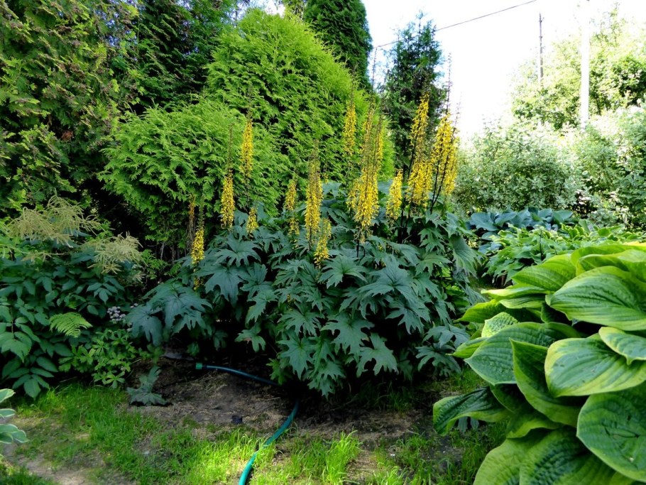 Бузульник лигулярия Пржевальского