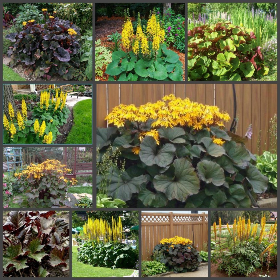 Бузульник Фишера