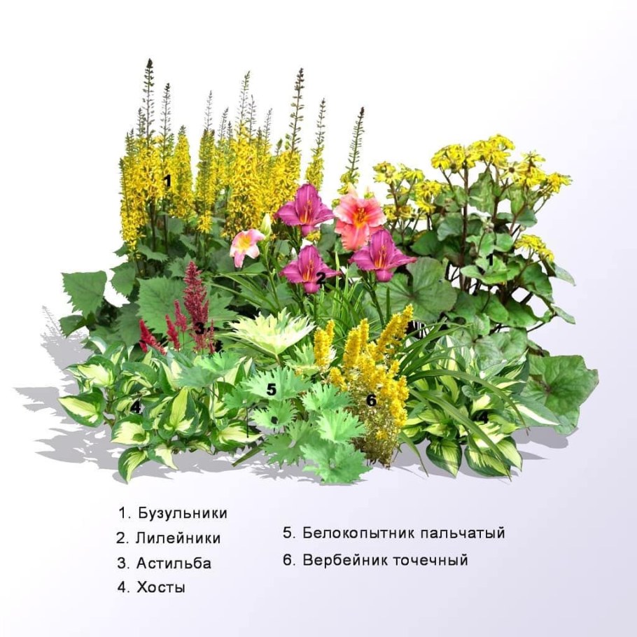 Клумба Хоста вербейник астильба