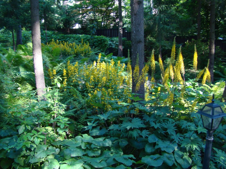 Бузульник Пржевальского рокет