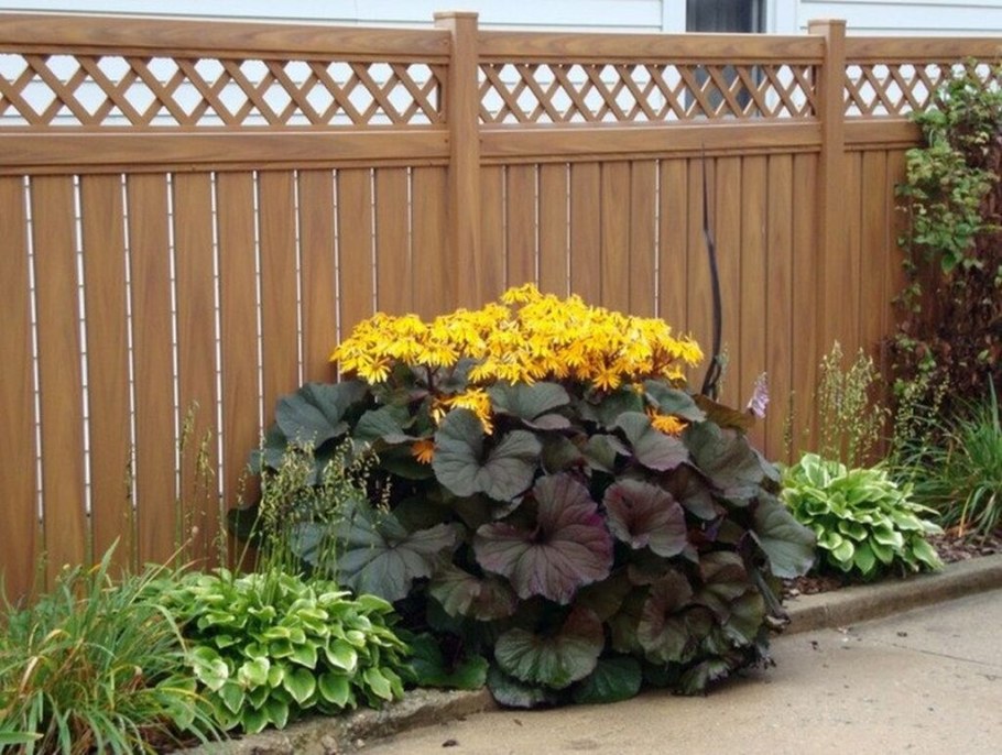 Бузульник зубчатый Бритт Мари Кроуфорд