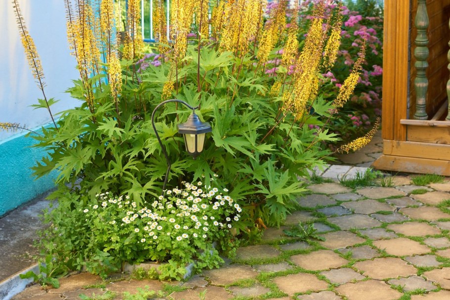 Бузульник Пржевальского в миксбордерах с астильбами