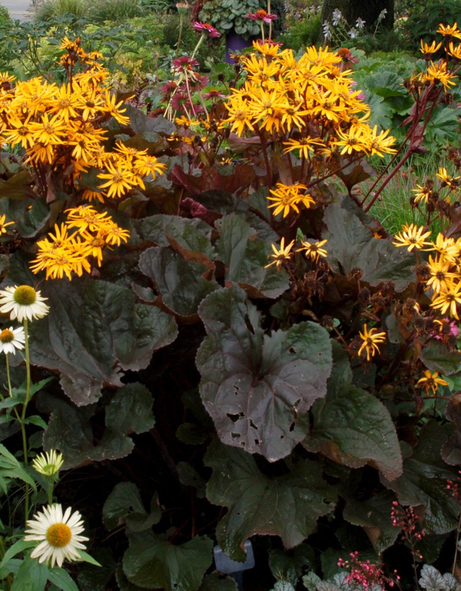 Брит Мария Кроуфорд Бузуль