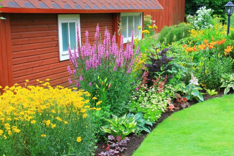 Многолетники в миксбордере