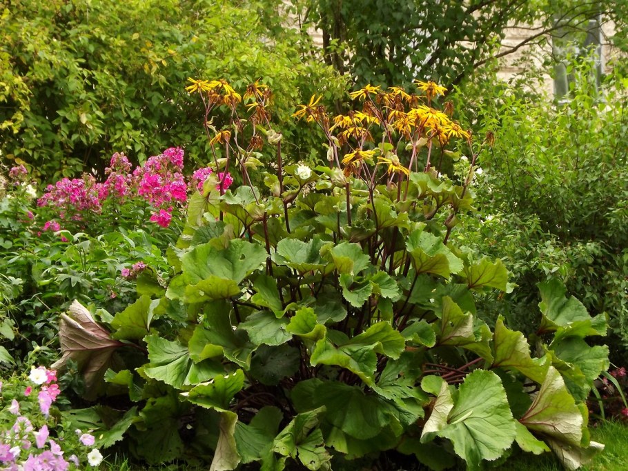 Бузульник Сибирский