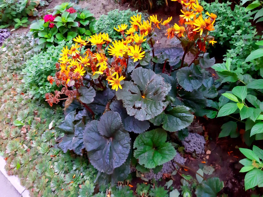 Бузульник Отелло