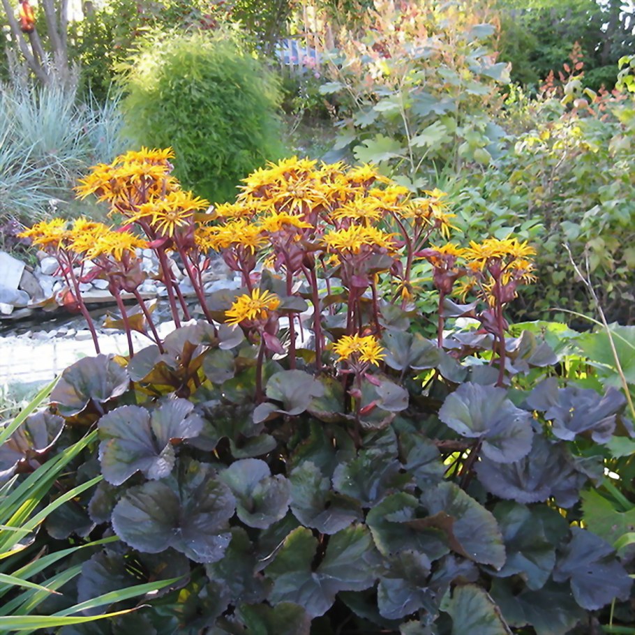 Бузульник Отелло